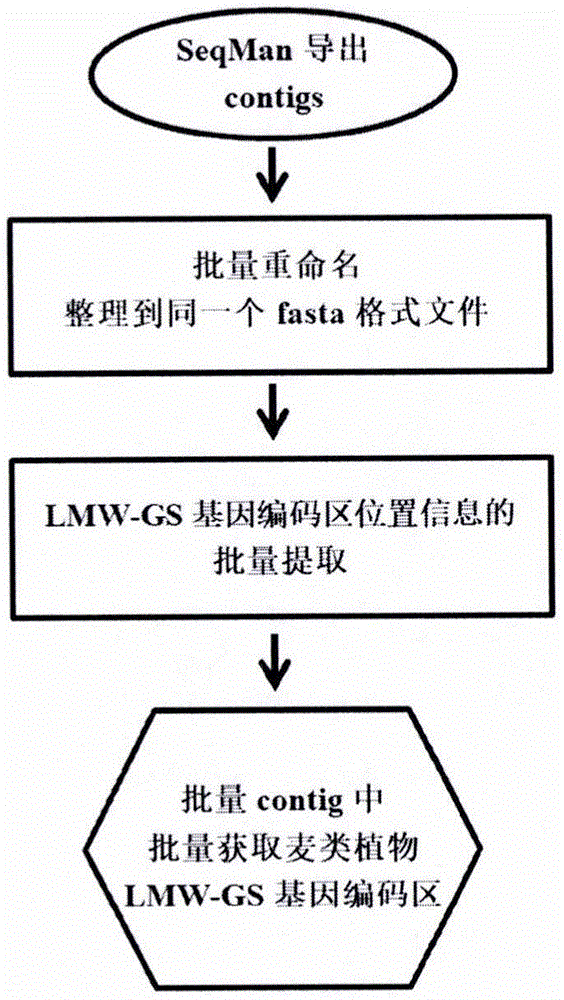 一种从批量contig中批量获取麦类植物LMW-GS基因编码区的方法