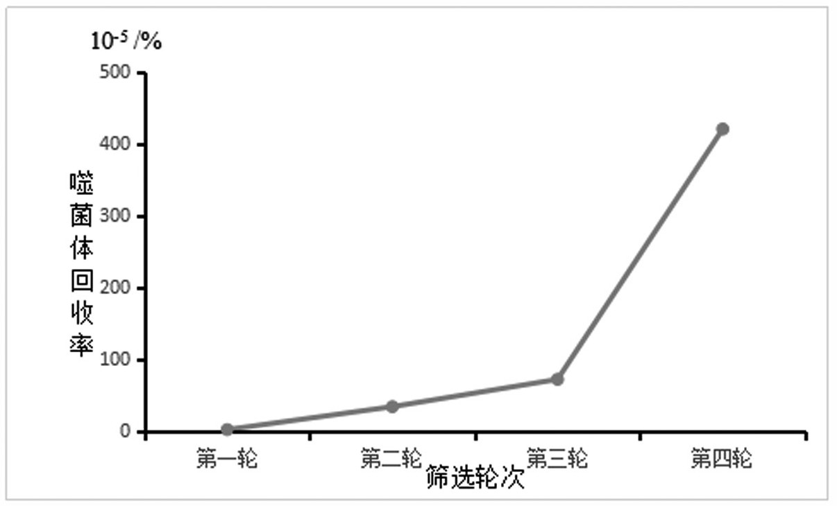 基于鼠源天然单链抗体库筛选识别CIM-ScFv抗体的多肽序列及其应用