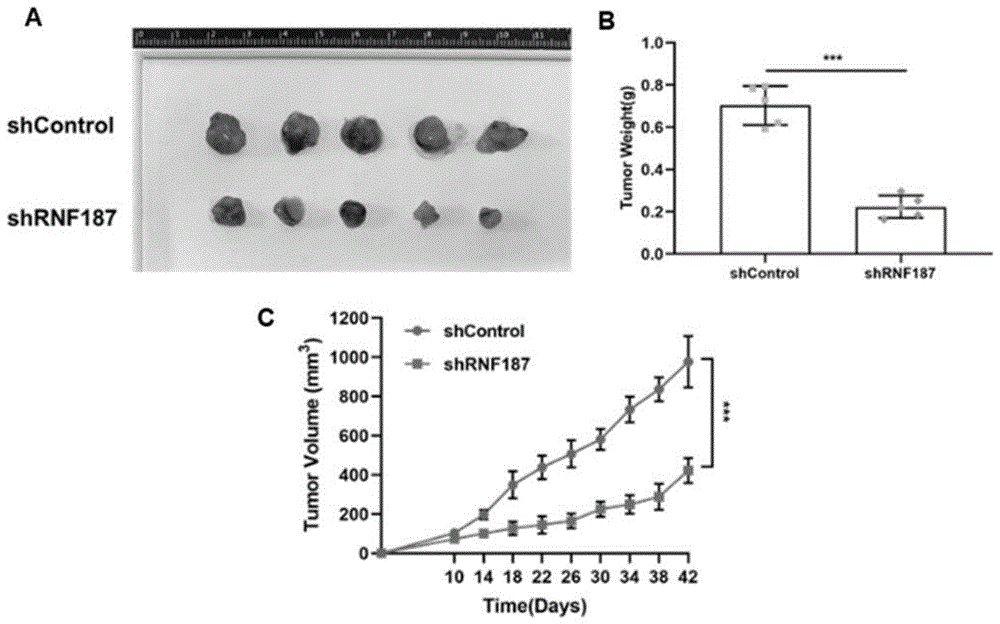 一种抑制p53蛋白泛素化的调节因子及其应用