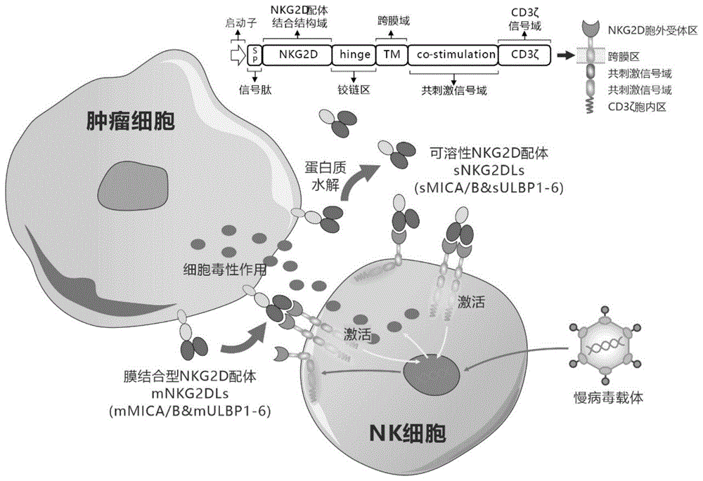 靶向人膜结合型和可溶性NKG2D配体的嵌合受体、核酸分子、免疫效应细胞及其应用