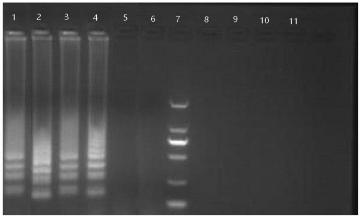 一种黑水虻分子鉴定引物、试剂盒和鉴定方法